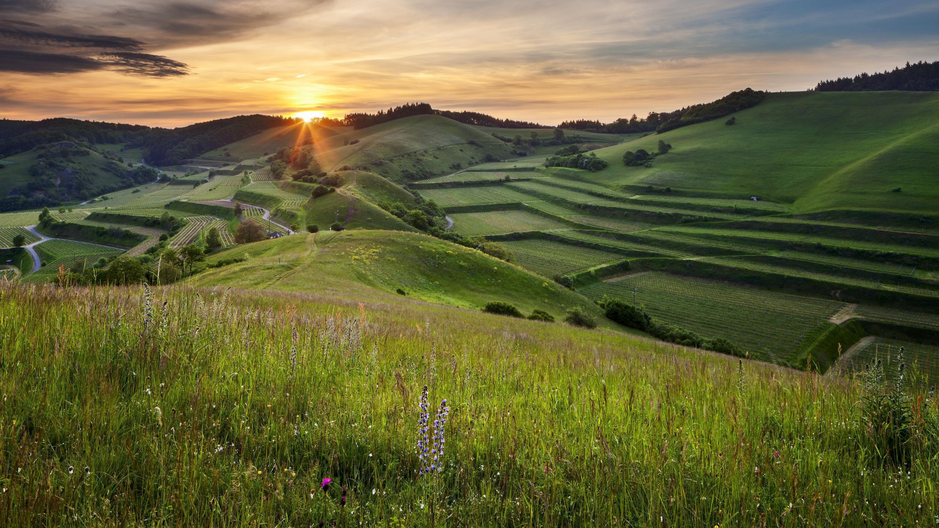 Vogtsburg im Kaiserstuhl: Sonnenaufgang über Hügellandschaft