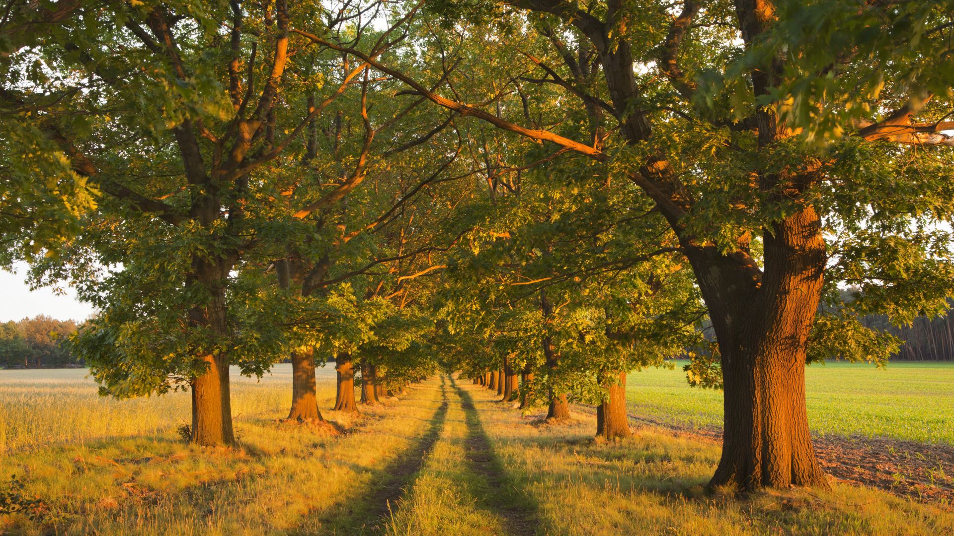 Brandebourg: avenue de chêne rougee à Niederlausitz