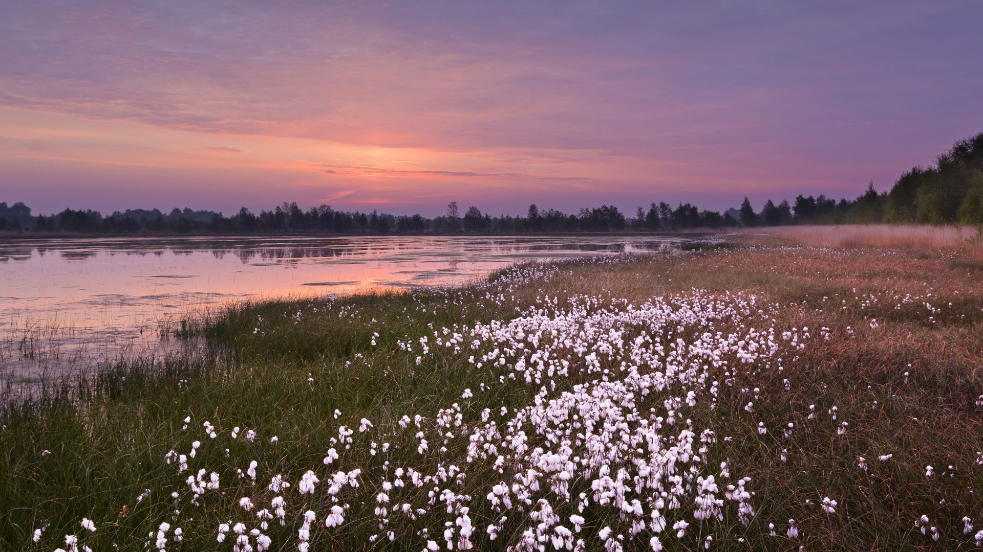 Emsland: Cotton grass in the moor