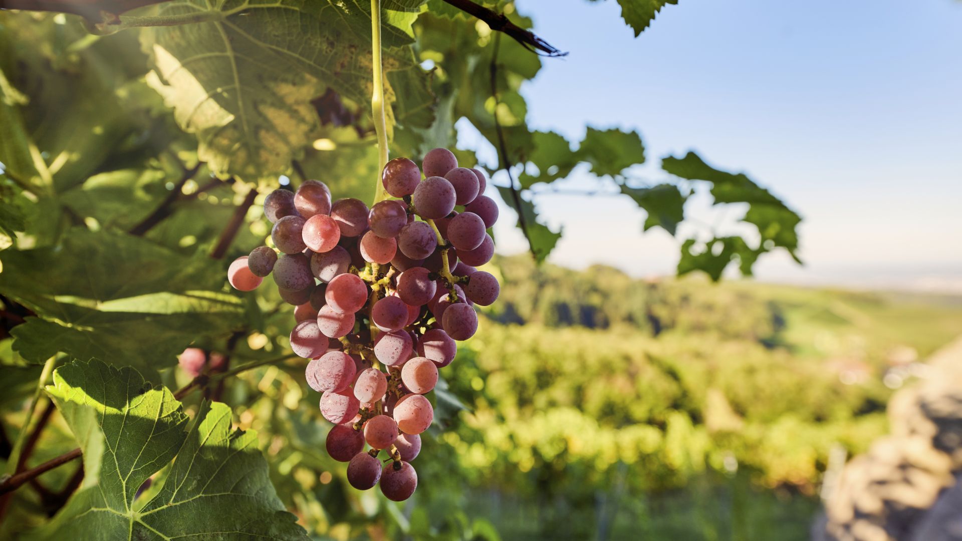 Sasbachwalden: Weinreben