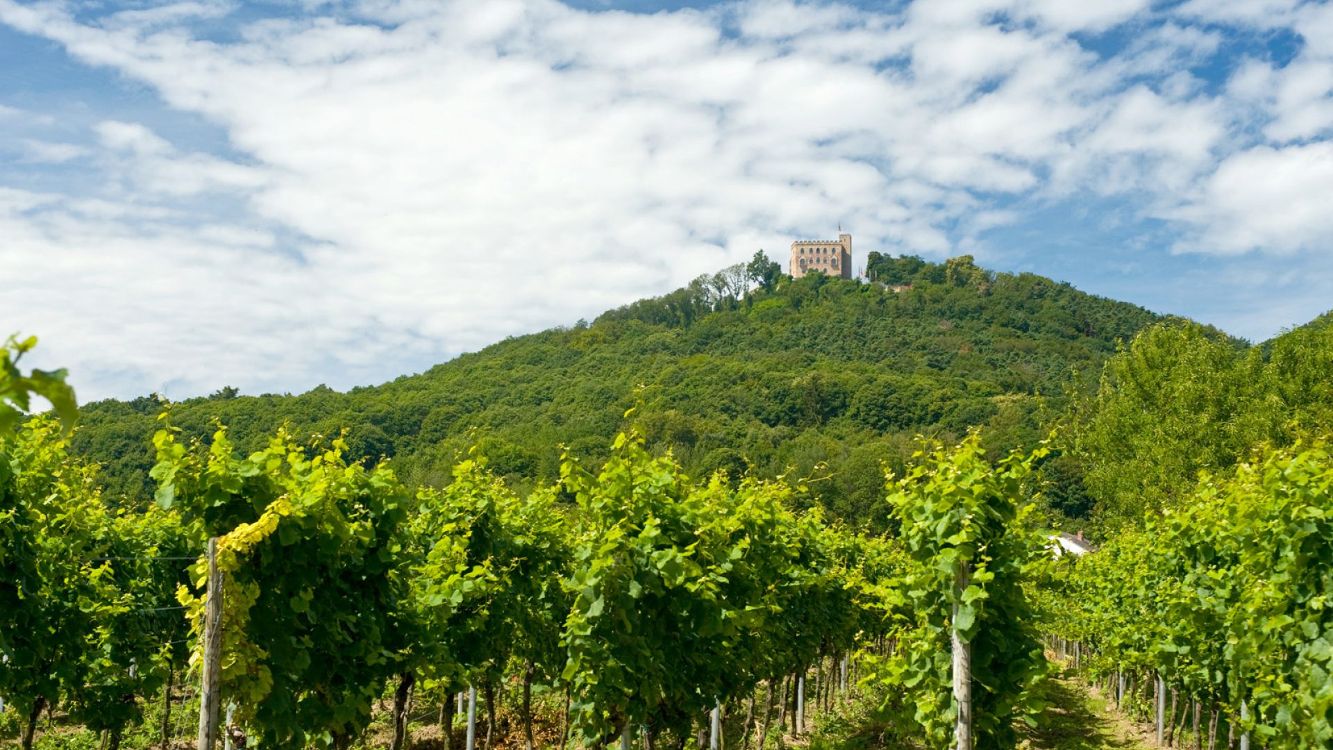 Neustadt: Wine-growing landscape with Hambach Castle