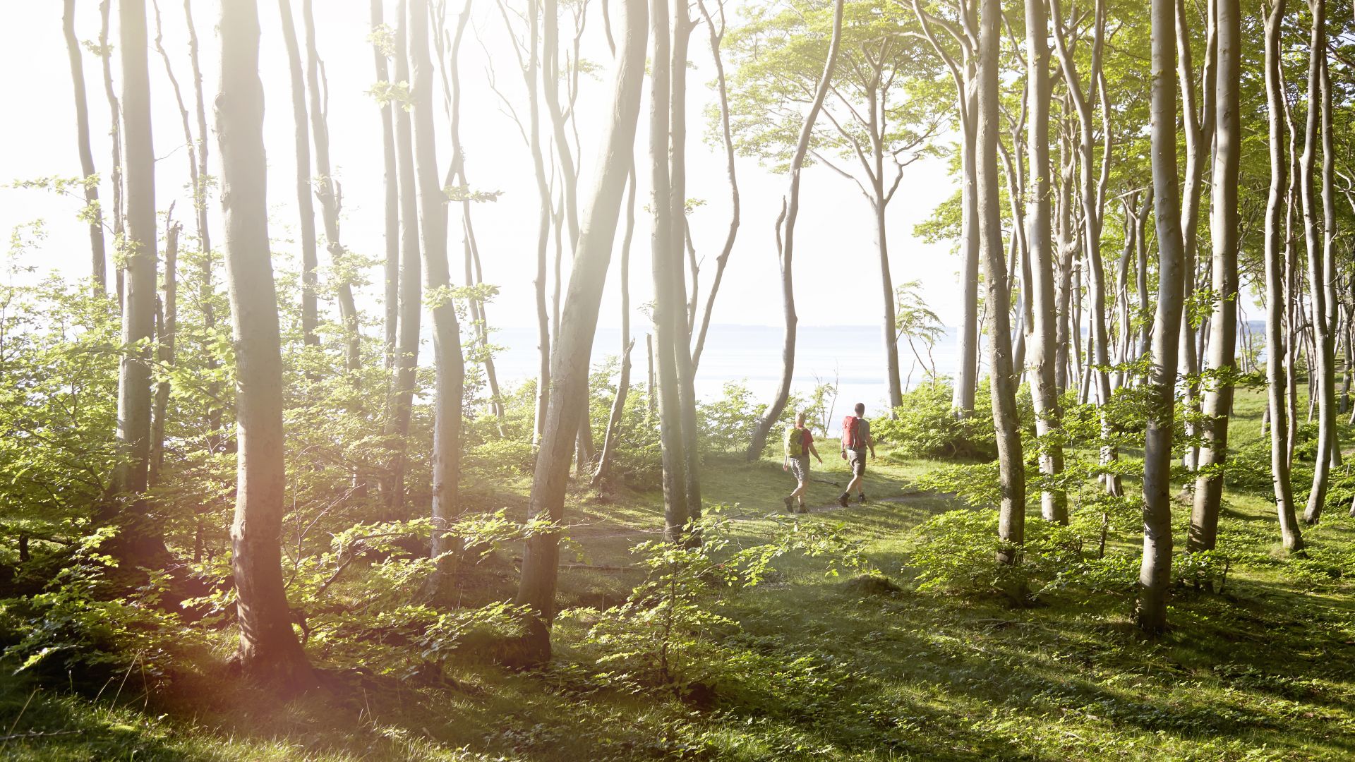 Rügen: Buchenwälder im Nationalpark Jasmund, Paar beim Wandern