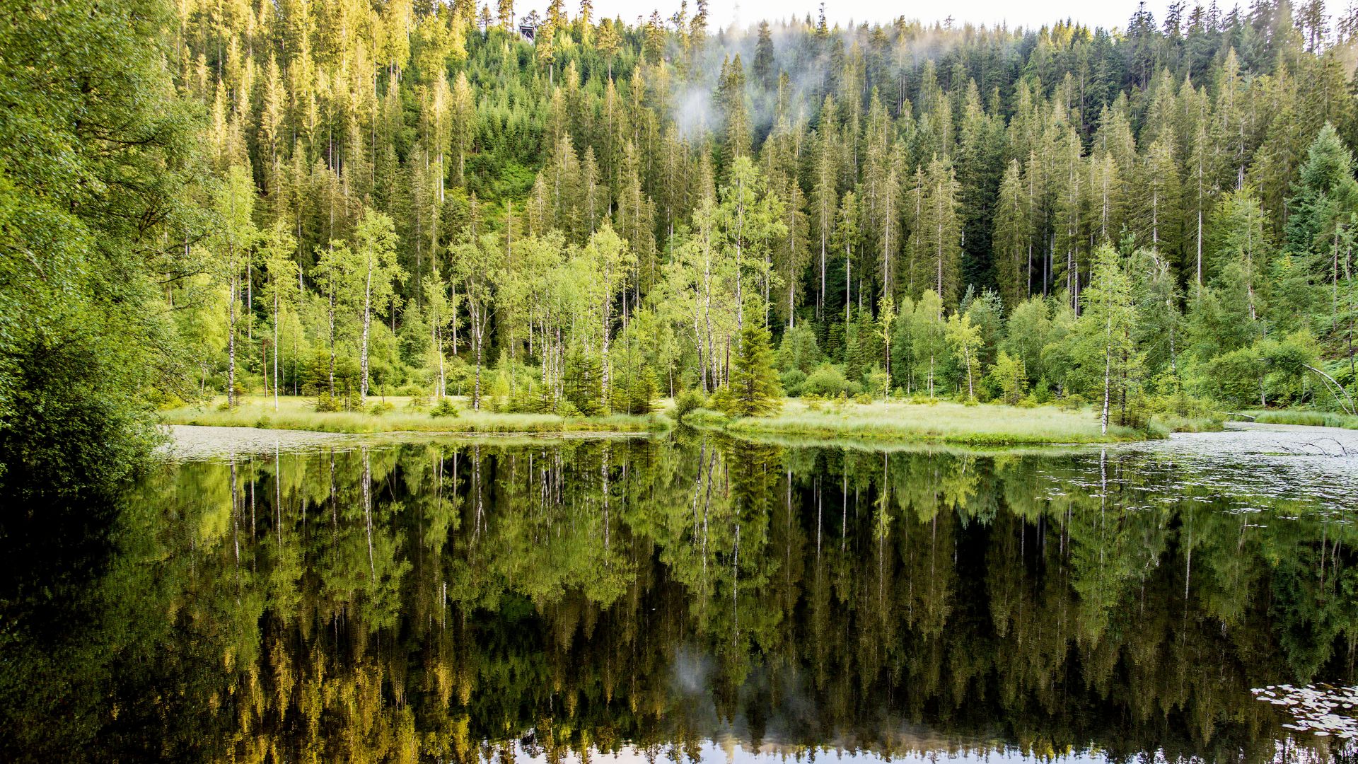 Hochschwarzwald: Klarer Waldsee im Gebirge