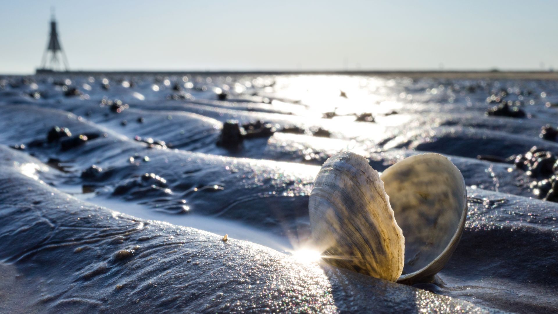 Photo of an opened mussel in the mudflats