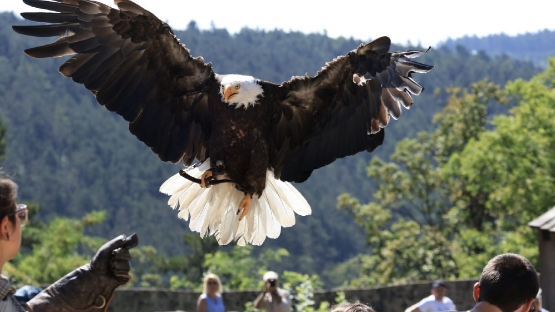 A bald eagle flies with its wings spread wide during an aerial demonstration. In the background, visitors stand in front of a wooded landscape.