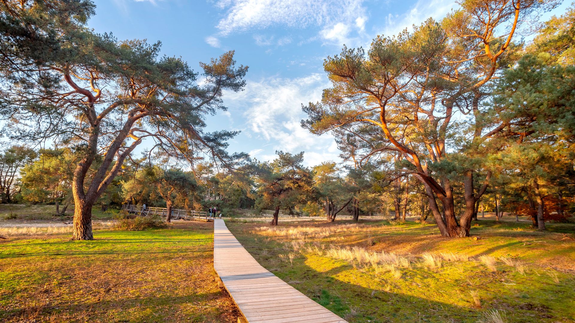 Francfort: Réserve naturelle de la dune de Schwanheim