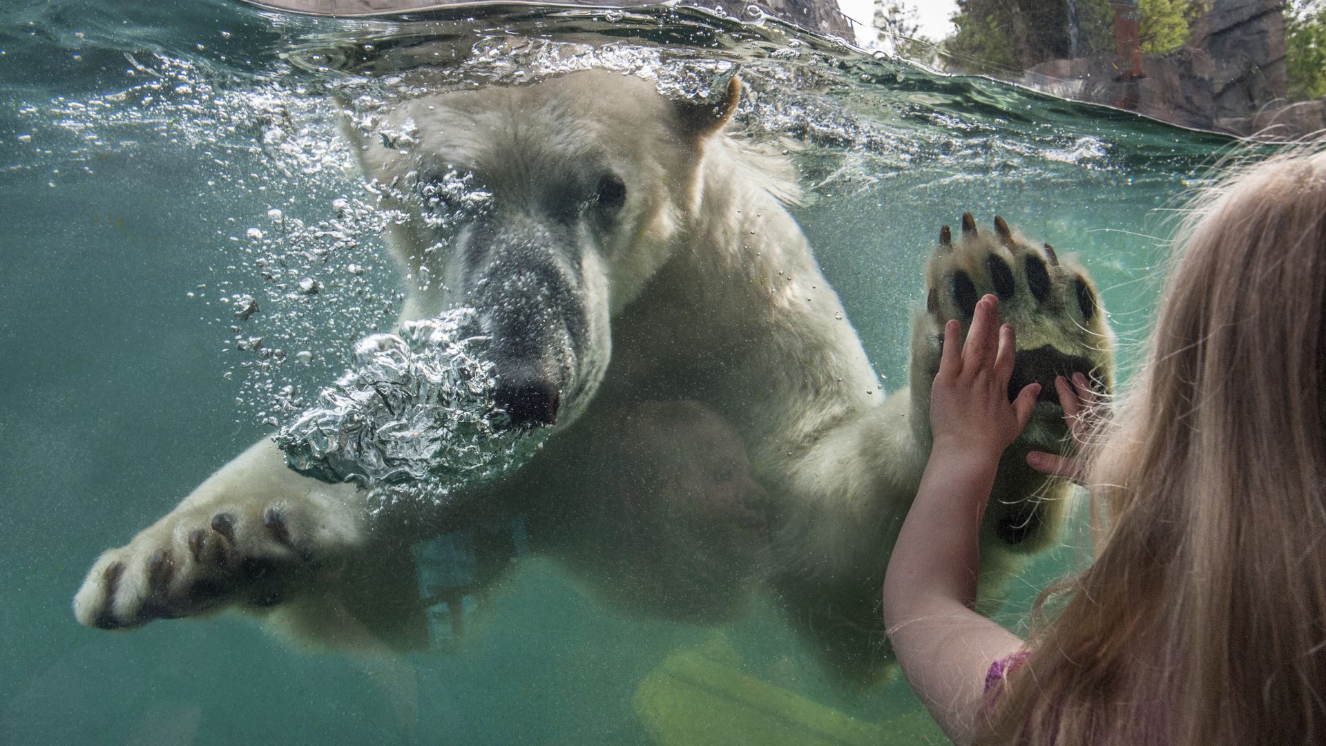 Hanovre: Un enfant voit un ours polaire au zoo de l'aventure