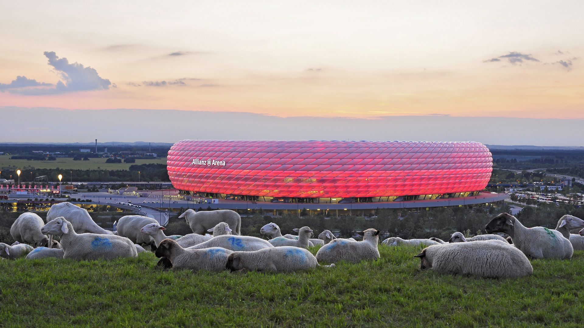 Munich/Isar: Illuminated Allianz Arena, sheep