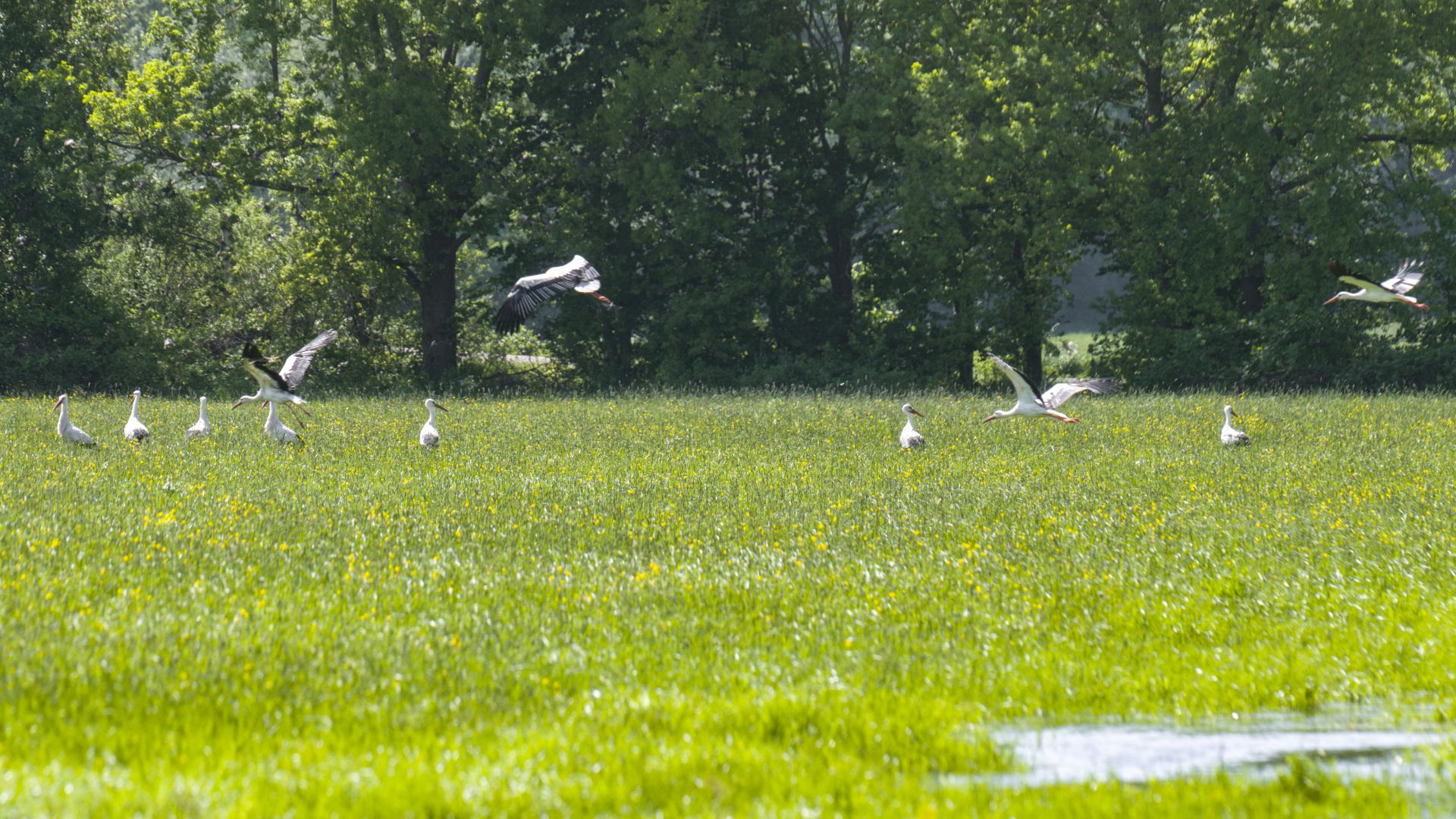 Störche in einer grünen Wiese mit gelben Blumen, einige im Flug, umgeben von Bäumen. Ein kleiner Bereich mit Wasser ist im Vordergrund sichtbar.