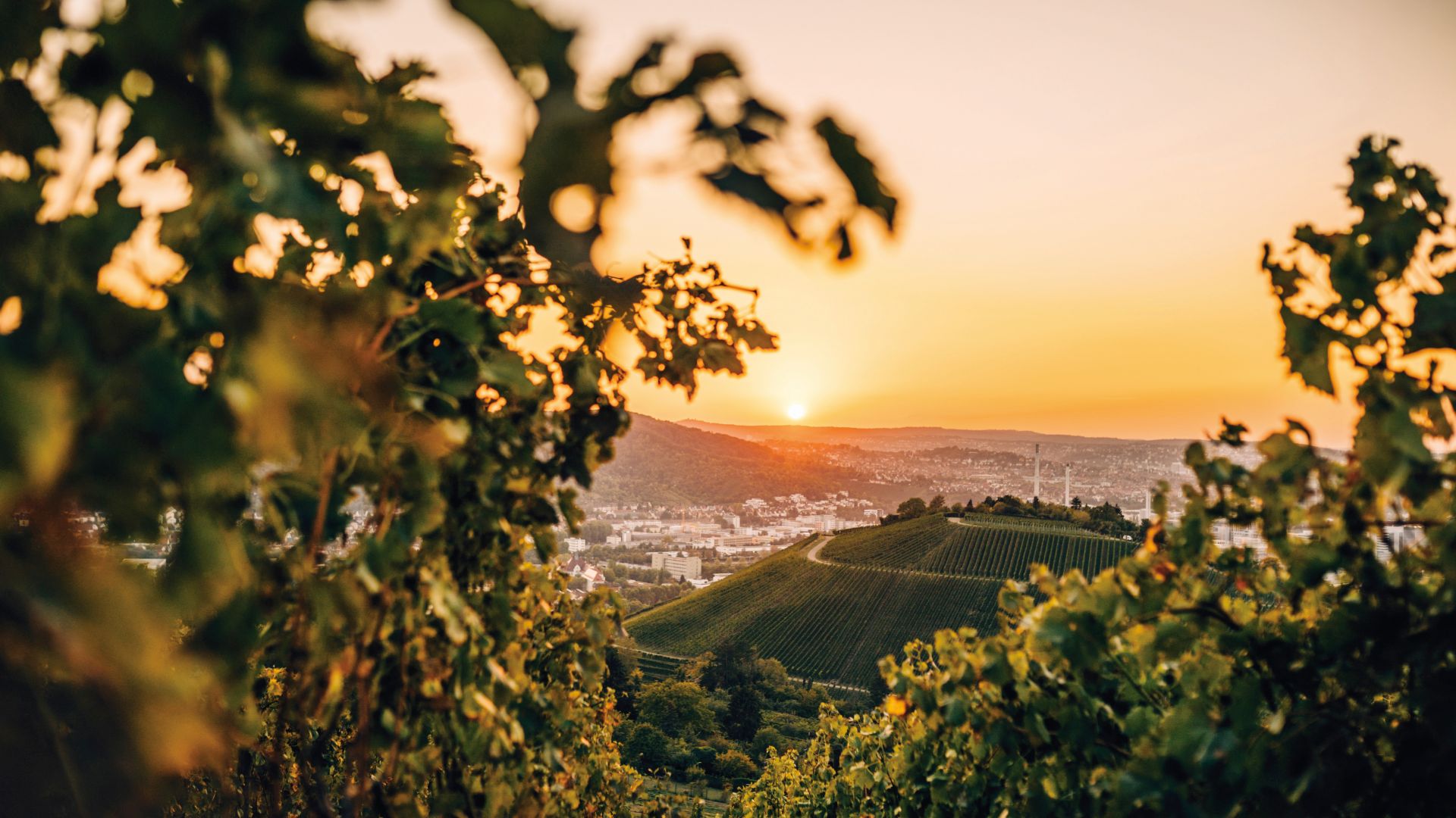 Stuttgart : Vignobles au-dessus de la ville au lever du soleil