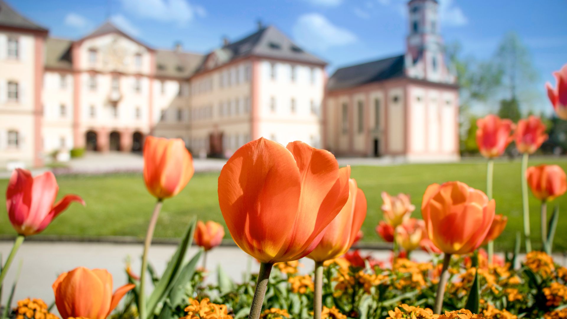 Tulips in spring on the flower island of Mainau. The Deutschordenschloss can be seen in the background